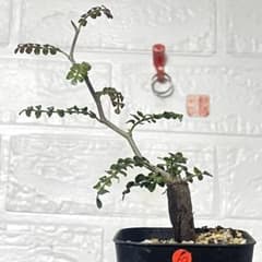 塊根植物】オペルクリカリアパキプス 根挿し パワータンク62 - メルカリ