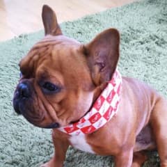 犬用コカ・コーラロゴ柄クールスヌード　保冷シート内蔵　クールネックのサムネイル