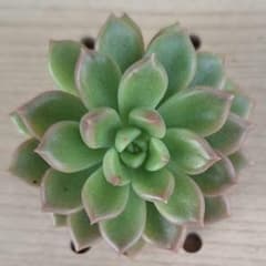 つぶつぶ屋 ピノチオのサムネイル