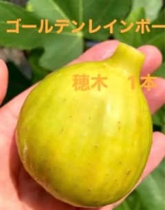 #*7様 イチジク苗　ゴールデンレインボー(ベンズ・ゴールデンリバーサイド)のサムネイル