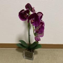 エミリオロバ　胡蝶蘭　パープル　ガラス鉢付き エミリオロバ 胡蝶蘭 パープル ガラス鉢付き - メルカリ