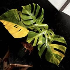 斑入りモンステラボルシギアナオーレア黄斑4号鉢植え55cm発根済み安心