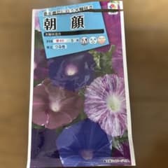 朝顔の種　10粒入りのサムネイル