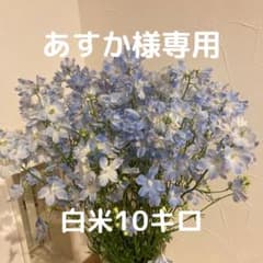 【あすか様専用】のサムネイル