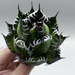 龍門】アガベ 特選 多肉植物 ホリダ 極上強刺 精品株 - メルカリ