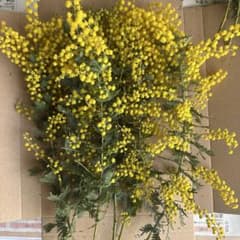 かぷち〜＊☘️ミモザゴールデントップ★フレッシュ☘️ネコポスいっぱい フレッシュミモザ④ ネコポス - メルカリ