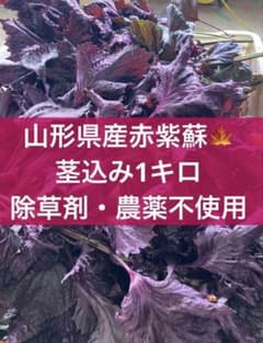 山形県産 生赤紫蘇 1キロ 茎込み 朝採り 農薬不使用 梅仕事 紫蘇