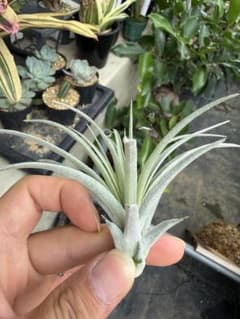 ティランジア　ヒューストンのサムネイル
