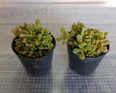 多肉植物 紅稚児 2ポット抜き苗 - メルカリ