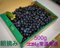 本日ラスト１　ブルーベリー500g 【8/5朝摘み】即発送 完全無農薬　愛媛県産のサムネイル