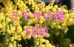 ミモザの種　50粒のサムネイル