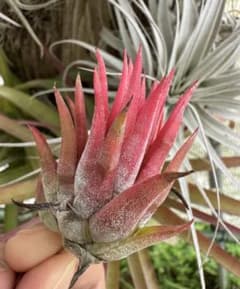 Tillandsia Succulent Form 速達発送 Tillandsia Succulent Form 速達発送 - メルカリ