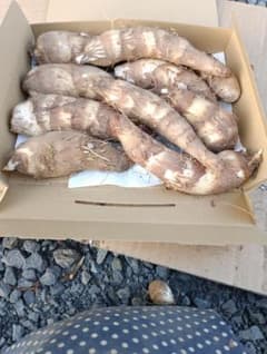 海老芋　土付き　大きな里芋のサムネイル