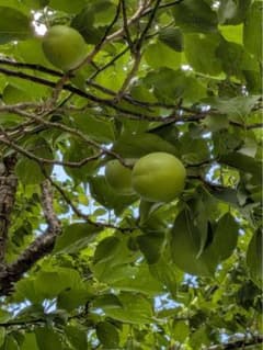茨城県産　青梅　無農薬　10キロのサムネイル