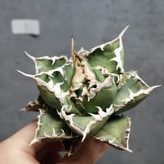 アガベ チタノタ オテロイ 包心龍 OC株 太バンド 14 - メルカリ