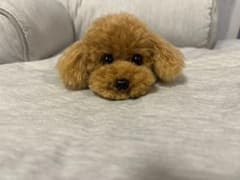 トイプードル編みぐるみ（植毛）犬 【伏せポーズ】レッド - メルカリ