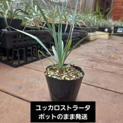 送料込み】ユッカ ロストラータ 1苗 ポット発送 - メルカリ