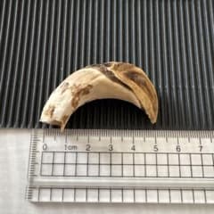 イノシシの牙(約5cmと約6cm)のサムネイル