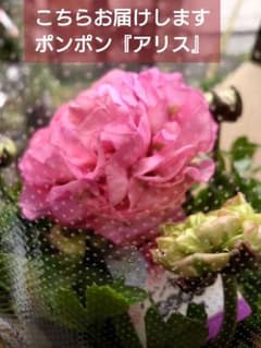 宿根草【現品】大苗【5号鉢】ラナンキュラスポンポン『アリス