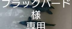 アニア海洋生物2体セットブラックバード様のサムネイル