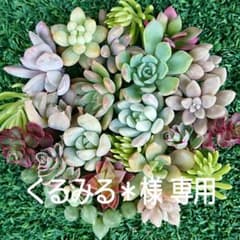 くるみる＊様 専用のサムネイル