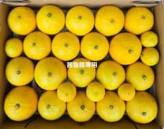 茜音様専用　黄金柑　コンパクト便のサムネイル