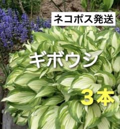 ギボウシ　ホスタ　斑入り　3本　抜き苗のサムネイル