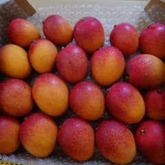 宮崎県産ミニマンゴー　約1.2キロ　②のサムネイル