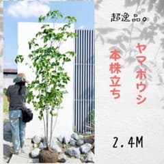 超逸品。ヤマボウシ本株立ち2.4M(鉢底から) - メルカリ