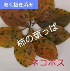 あく抜き済み　メダカ越冬用　柿の葉のサムネイル