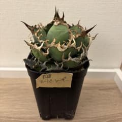 アガベ スーパーシーザー 発根済み 鉢ごと 子株2つ付き - メルカリ