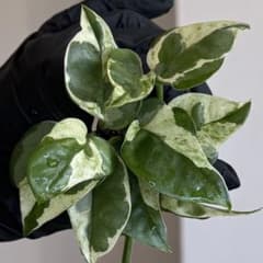 カット苗】 10本セット‼︎ ポトス sp. - メルカリ