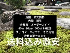 ハイゴケ　スナゴケ　苔　送料込みのサムネイル