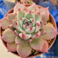 韓国苗 チワワエンシス 大 超美 抜き苗 - メルカリ