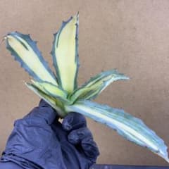 アガベ フェロックス錦 大株 極上株 縞斑錦 永久斑 超希有 - メルカリ