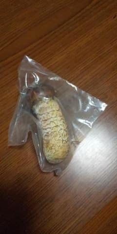 マツタケ、キノコストラップのサムネイル