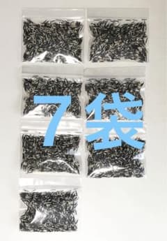 フレンチマリーゴールド　エバーグリーン（緑肥用）種　約28g(7袋)のサムネイル