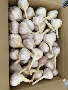 島にんにく　箱込1.5kgのサムネイル