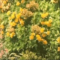 ♡のサムネイル