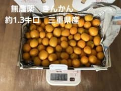 金柑　無農薬　三重県産 約1.3kgのサムネイル