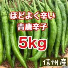 新鮮 激辛青唐辛子 緑色 5kg送料込み 青唐辛子（野菜＞スパイス）の産地直送商品一覧（通販・お