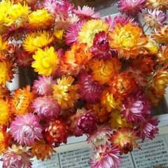 柊様専用☆ドライフラワー 花材 貝細工40本、千日紅40個のサムネイル