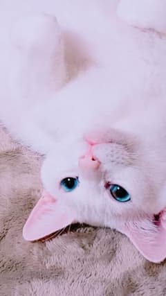 画像確認用のサムネイル