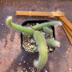 ヒルデウィンテラ   3のサムネイル