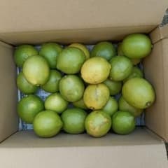 オーガニックレモン 数量限定 5kg(箱込み) 愛媛県産 有機JAS認証 国産のサムネイル