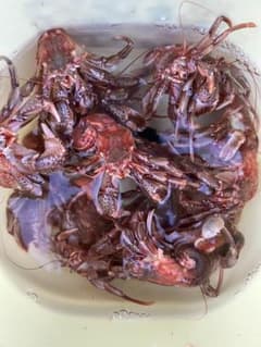 釣り餌冷凍ヤドカリのサムネイル