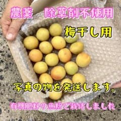 岡山県産　農薬、除草剤不使用　梅干し用400g以上のサムネイル