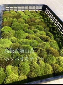 コケ　ヤマゴケ　山苔　苔　ホソバオキナゴケ　1パック　盆栽　テラリウムにどうぞのサムネイル