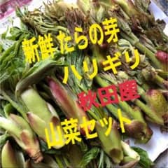 3167 天然 たらの芽 ハリギリ 山菜セットのサムネイル