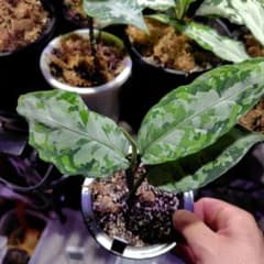 Aglaonema pictum LA便柳緑花紅のサムネイル